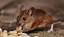 24 Hour & Emergency Exterminators in Hill City, MN